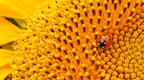 Red Ladybug Are Siting and Washing Face on Sunflower