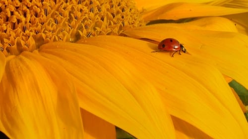 Red Ladybug on Yellow Sunflower on Sun