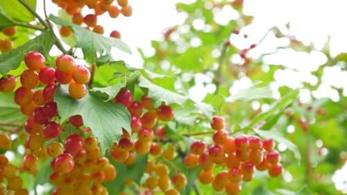 Bunches of Red Viburnum Opulus Berries on a Branch
