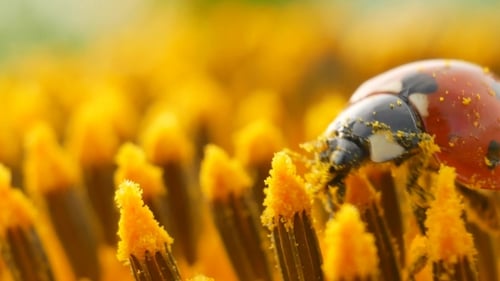 Red Ladybug on Bright Yellow Flower Stamens