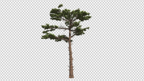 Pine Tree