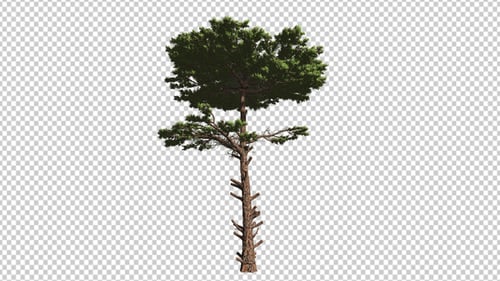 Kind Of Pine Tree