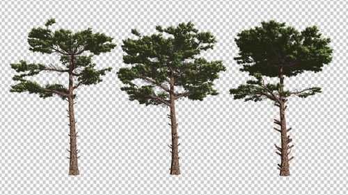 3 Kinds Of Pine Trees