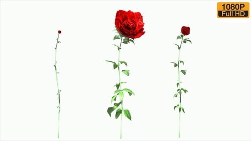 Rose Growing