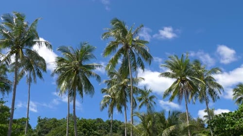 Kokospalmen mit blauem Himmel auf einer tropischen Insel.
