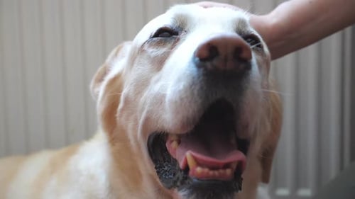 Dog Getting Petted With Eyes Closed In Contentment