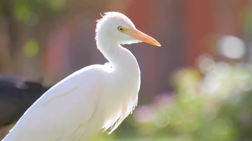 Aigret blanc, oiseau sauvage également connu sous le nom de Bubulcus Ibis, marchant sur une pelouse verte en été