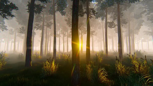 Peaceful Sun Rays Through Misty Forest Trees Fly-Through