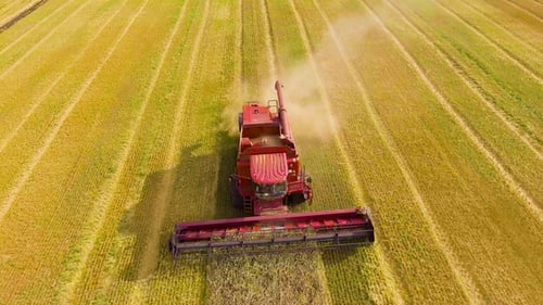 Aerial of Red Combine Harvester Working on Large Wheat Field