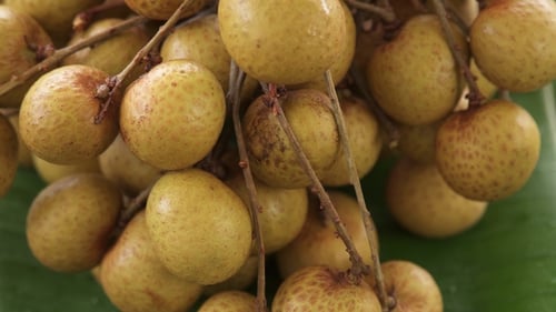 Bunch of Fresh Raw Exotic Tropical Thai Fruit Dimocarpus Longan Rotating on Banana Leaf