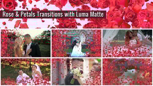 Romantic Rose Petal and Rose Transitions