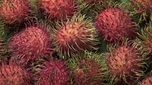Close Up of Vibrant Rambutan Fruits