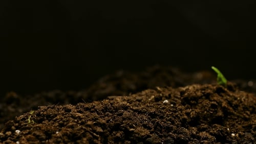 Growing Plant