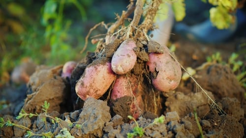 Dig Out a Potato Bush From the Ground. Farm Products Concept