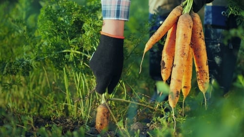 The Farmer Pulls Out a Juicy Carrot in the Garden. Organic Farm Products