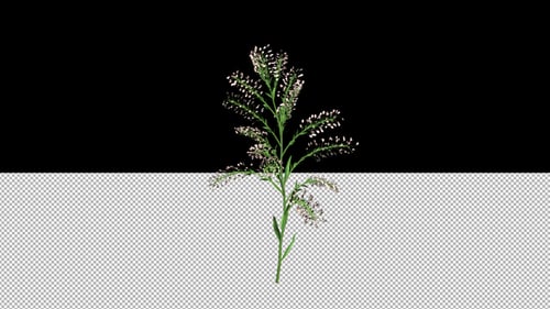 Wachsende weiße Blume