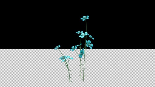 Growing Blue Wildflowers Alpha Channel Animation