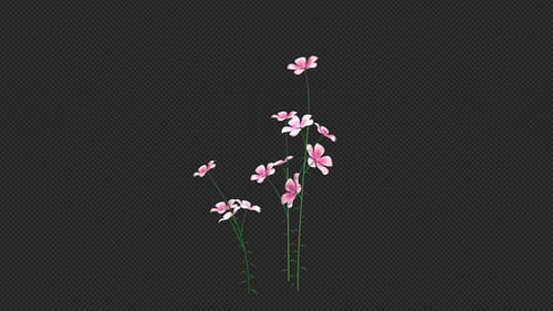 Growing Pink Flowers Animation with Alpha Channel