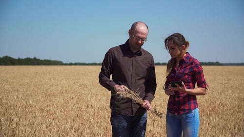 Farmers Examining Wheat Crop in Golden Field