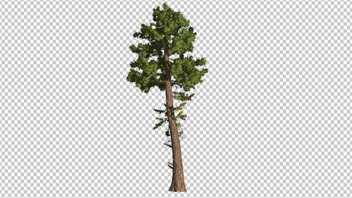 Pine Tree With A Long Trunk