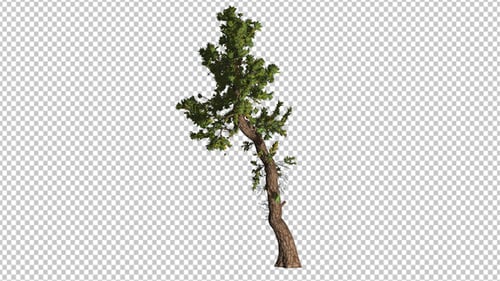 Coniferous Tree With A Crooked Trunk