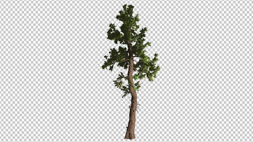 Coniferous Tree With Branches