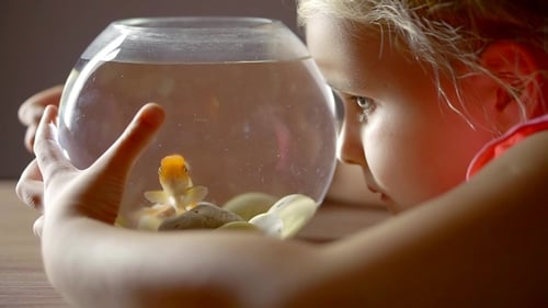 Child Watching Goldfish Swimming in Fishbowl at Home