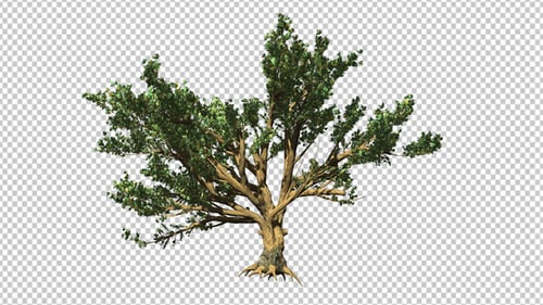 Animated Realistic Green Tree Swaying in the Wind