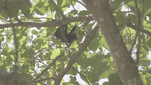 Ein fliegender Fuchs hängt an einem Ast