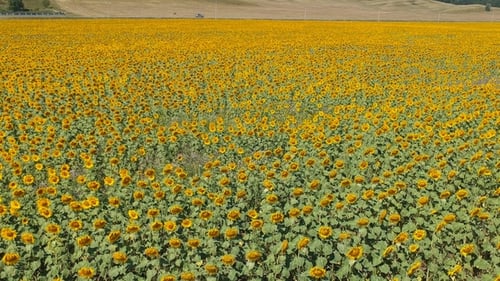 Sunflower Field From Above. Aerial Shot