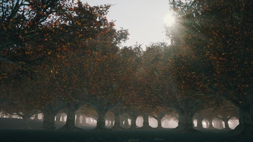 Gloomy Autumn Forest with Fog