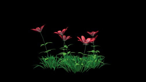 Red Flowers and Grass