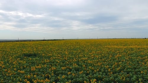 Luftaufnahme der gelben Sonnenblumenfelder