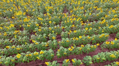 Aerial View of Yellow Sunflower Fields