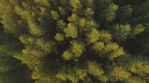 Aerial View on the Summer Trees and Forest
