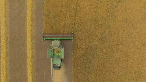 Aerial View on the Combine Working on the Large Wheat Field