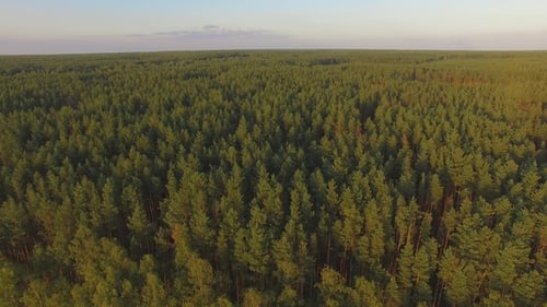 Vista aérea en el verano árboles y bosque