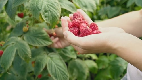 Framboises d'assemblage