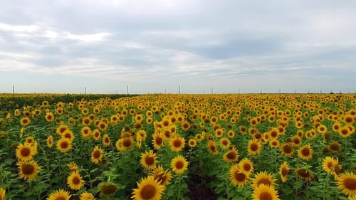 Aerial View of Yellow Sunflower Fields