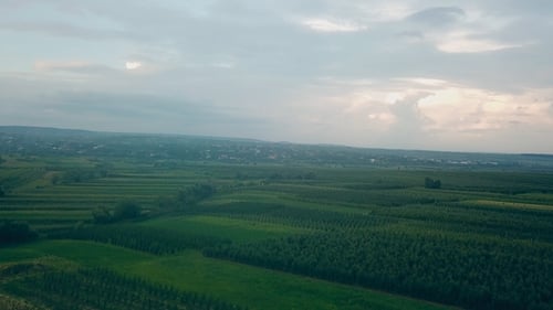 Field with a Bird's-eye View
