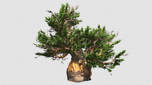 Baum mit einem dicken Stamm