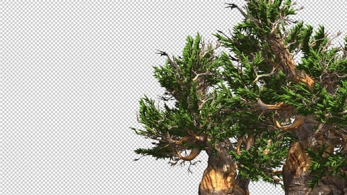 Animated Green Tree with Alpha Channel