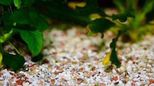 A Green Beautiful Planted Tropical Freshwater Aquarium with Fishes