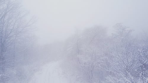 Trees Covered with Snow