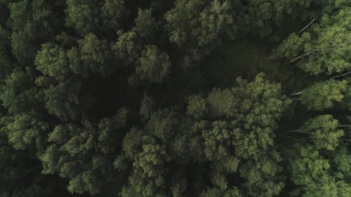 Aerial of Flying Over a Beautiful Green Forest