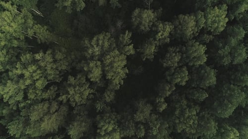 Aerial of Flying Over a Beautiful Green Forest