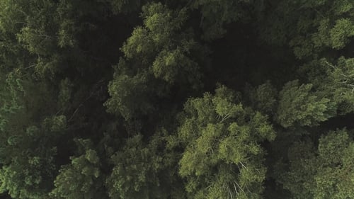 Aerial of Flying Over a Beautiful Green Forest