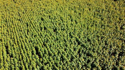Drohnenaufnahme eines überfliegenden Sonnenblumenfeldes