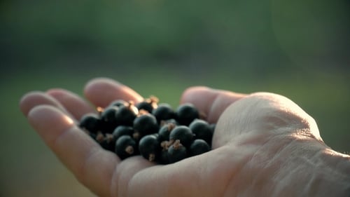 Hand Holds a Plump Bunch of Black Currants