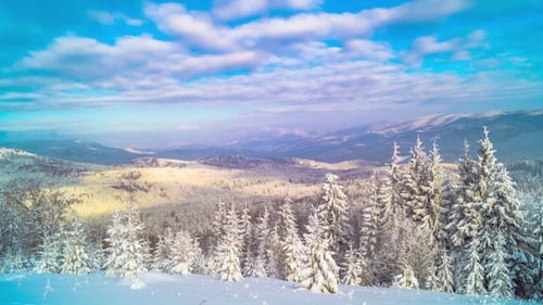 The Winter Mountain Forest